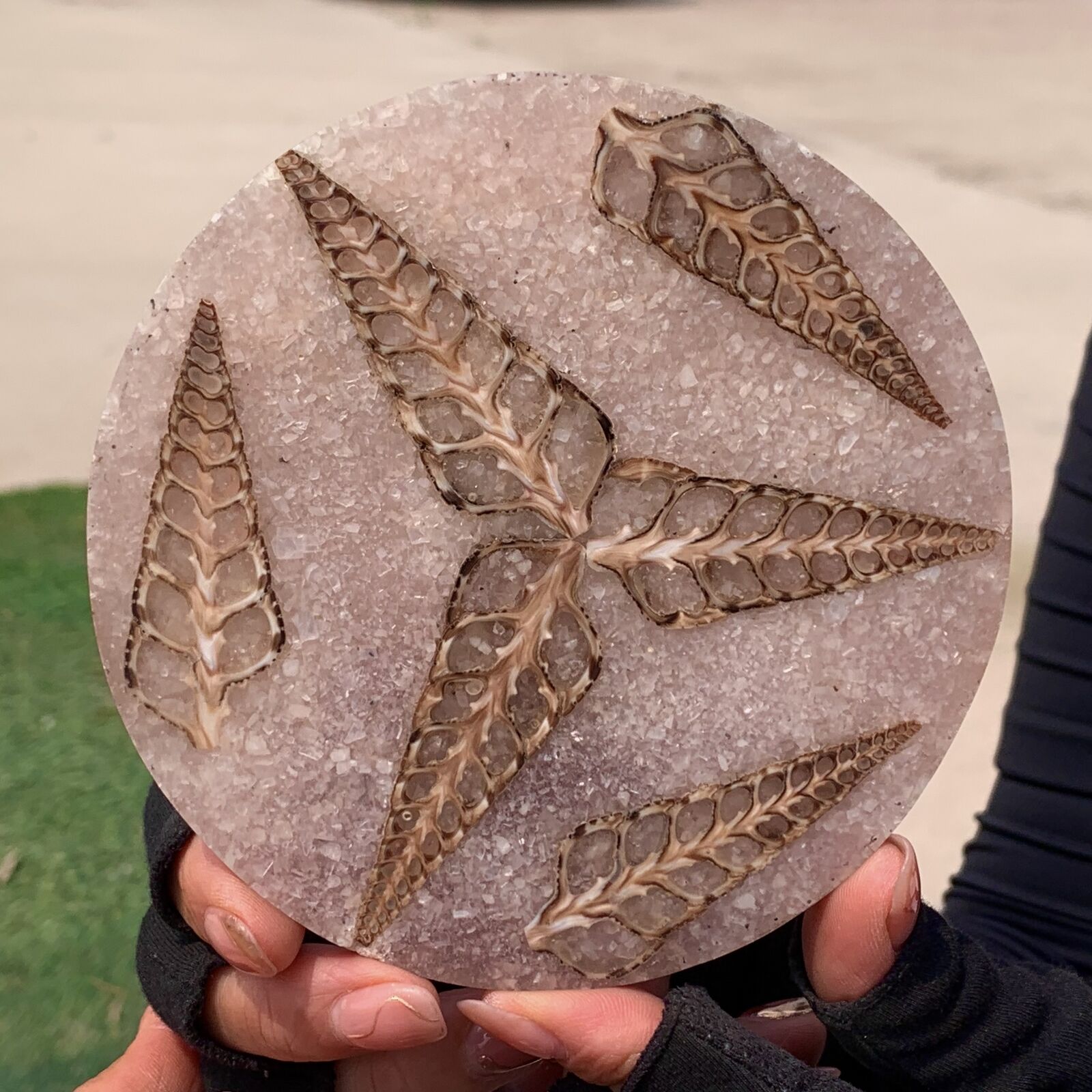 98G Rare Natural Tentacle Ammonite FossilSpecimen Shell Healing Madagascar