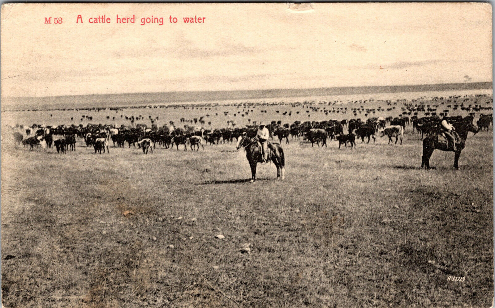 Vtg 1909 A Cattle Herd Going to Water Horses Ranchers Postcard