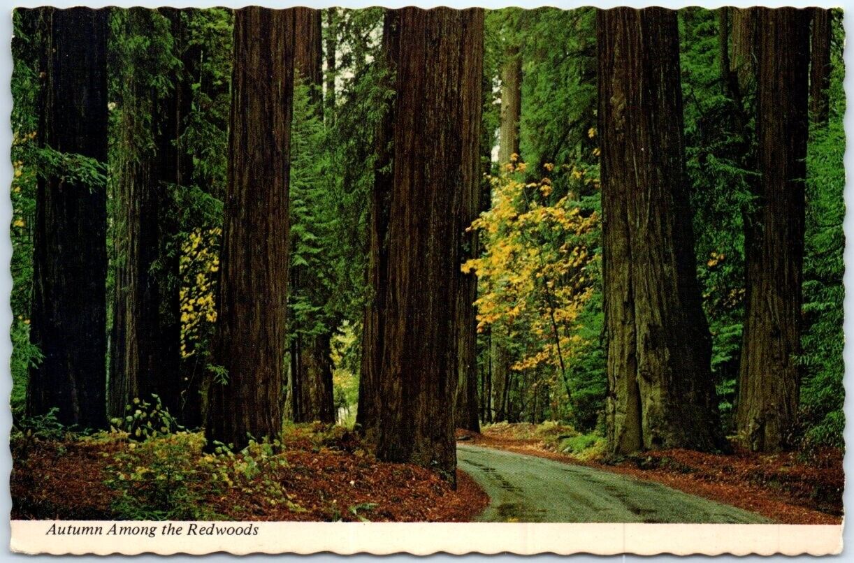 Postcard - Autumn Among the Redwoods, California, USA