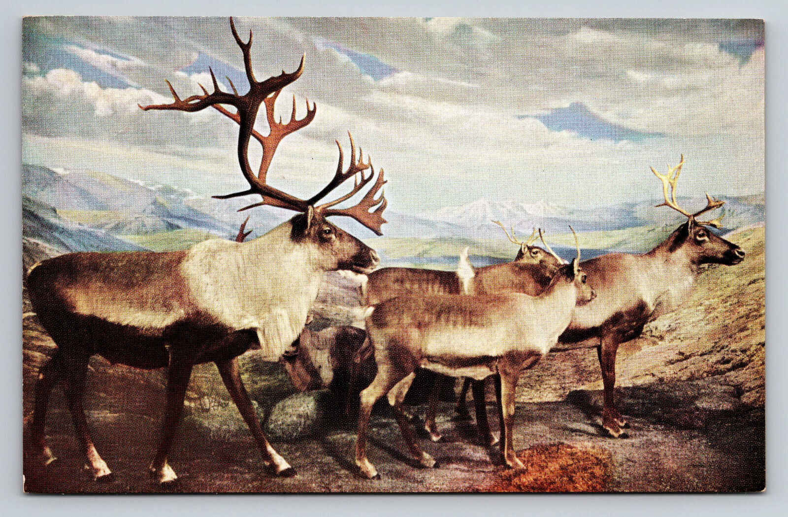 Alaskan Caribou Chicago Natural History Museum Postcard