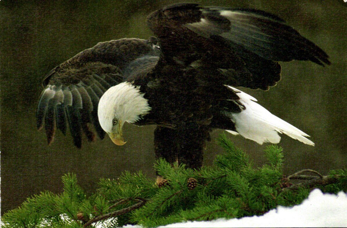 The Bald Eagle National Audubon Society Postcard