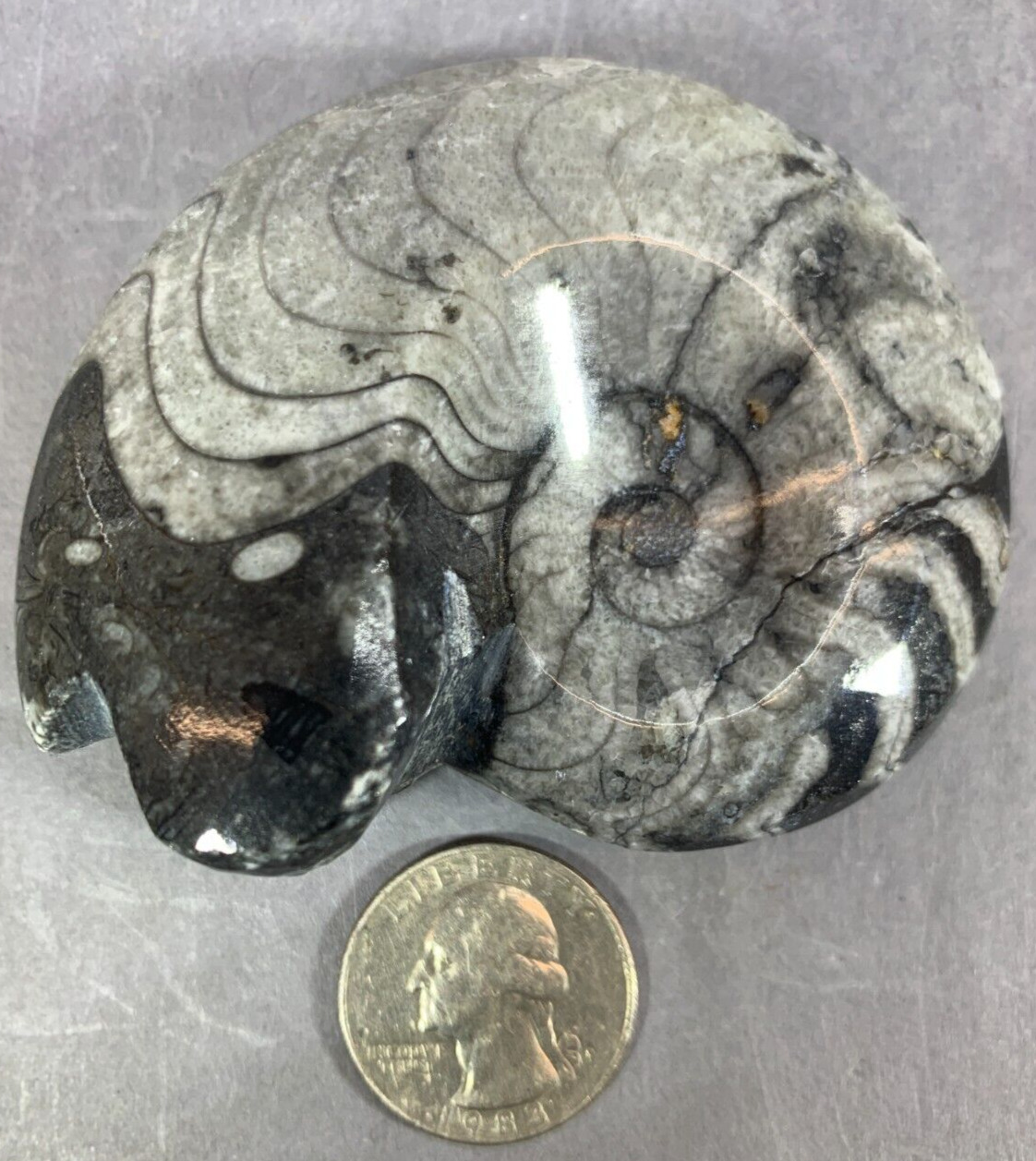 GONIATITE AMMONITE FOSSIL FROM AFRICA (230421A) GREY AND BLACK SWIRL COLORING