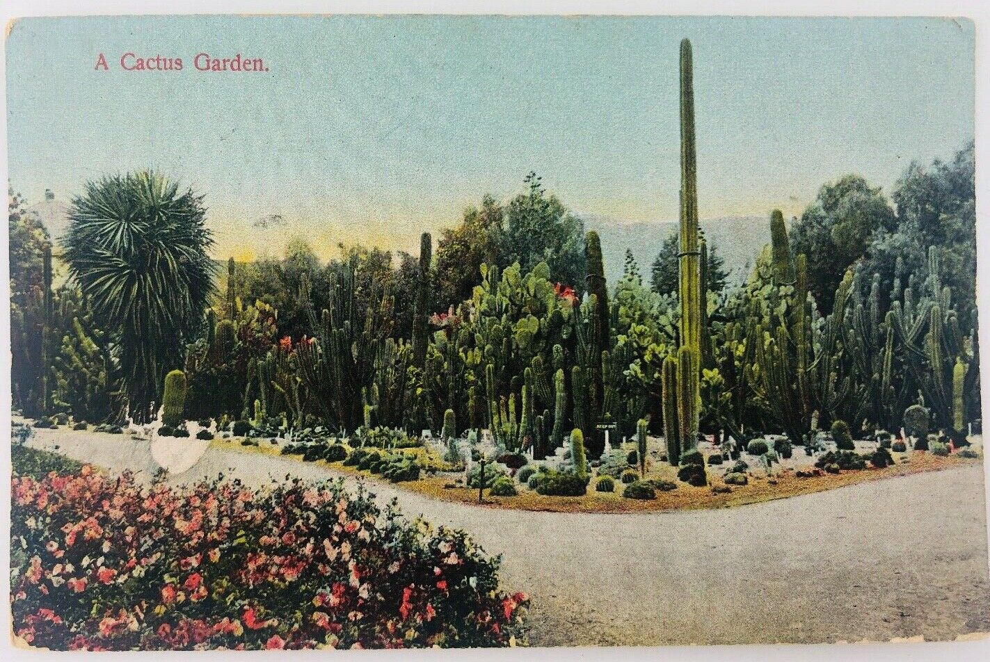 Vintage Los Angeles California CA A Cactus Garden Postcard 