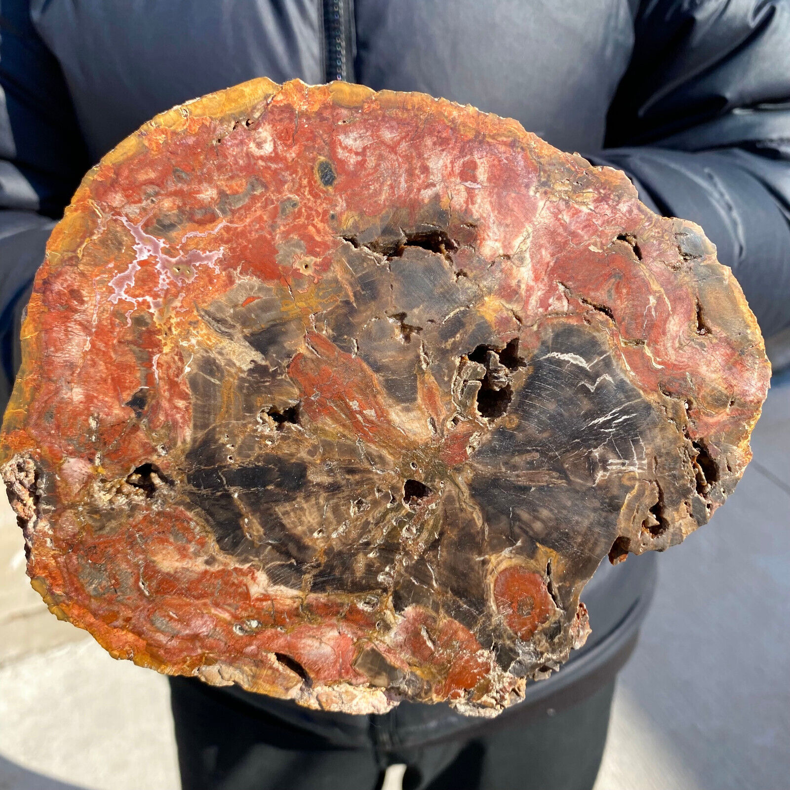 3.6lb Large Beautiful polished Arizona red petrified wood slice mineral specimen