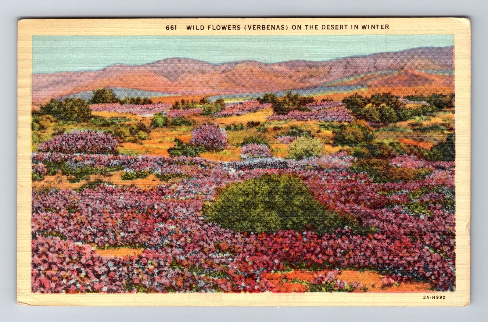 CA- California, Wild Flowers Verbenas On The Desert In Winter, Vintage Postcard