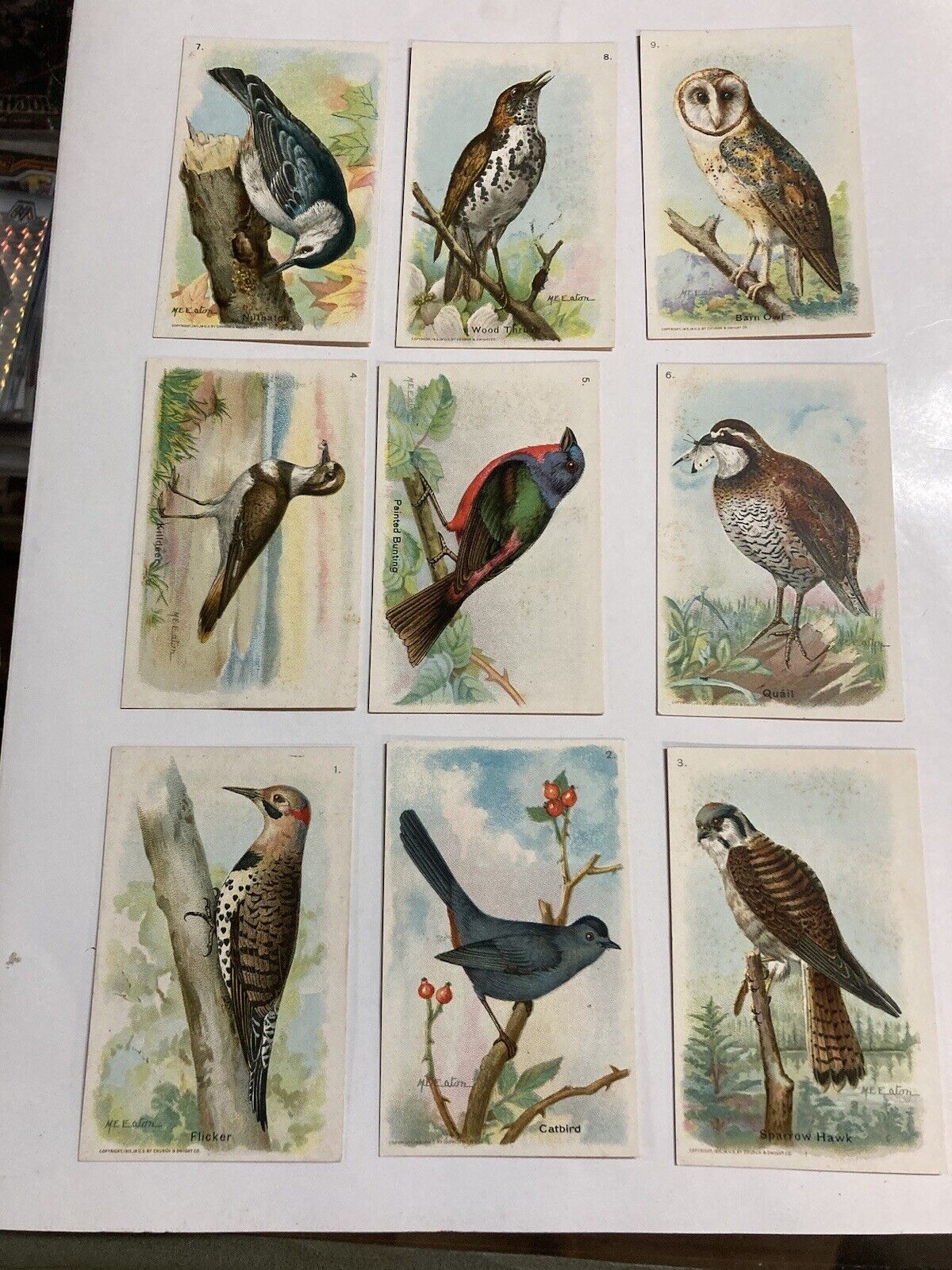 1915 Sixth series useful birds of America 15 card complete set clean 6th Church