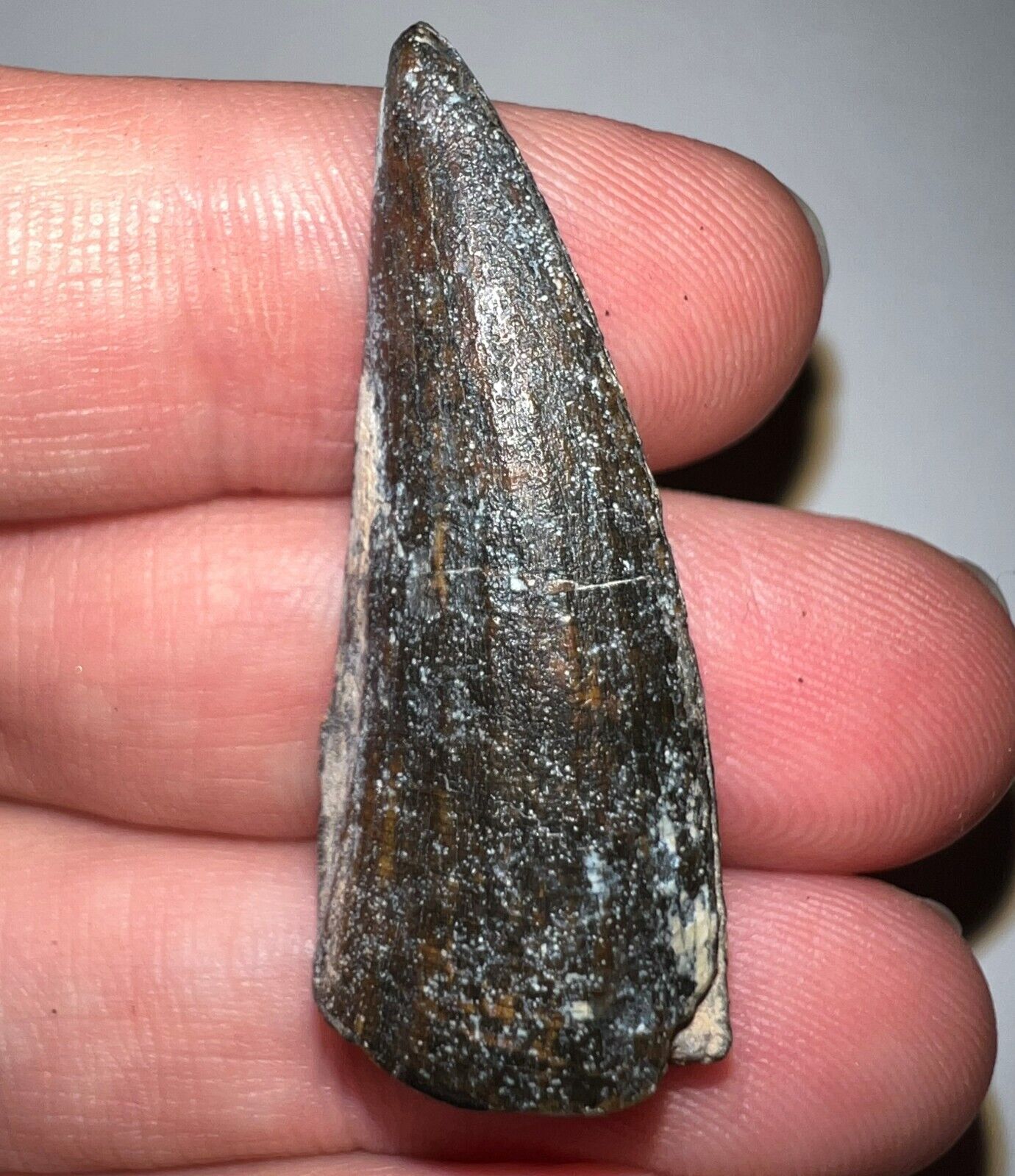 LARGE Super Rare SUCHOMIMUS Fossil Dinosaur Tooth WITH SERRATIONS 1.46 INCHES