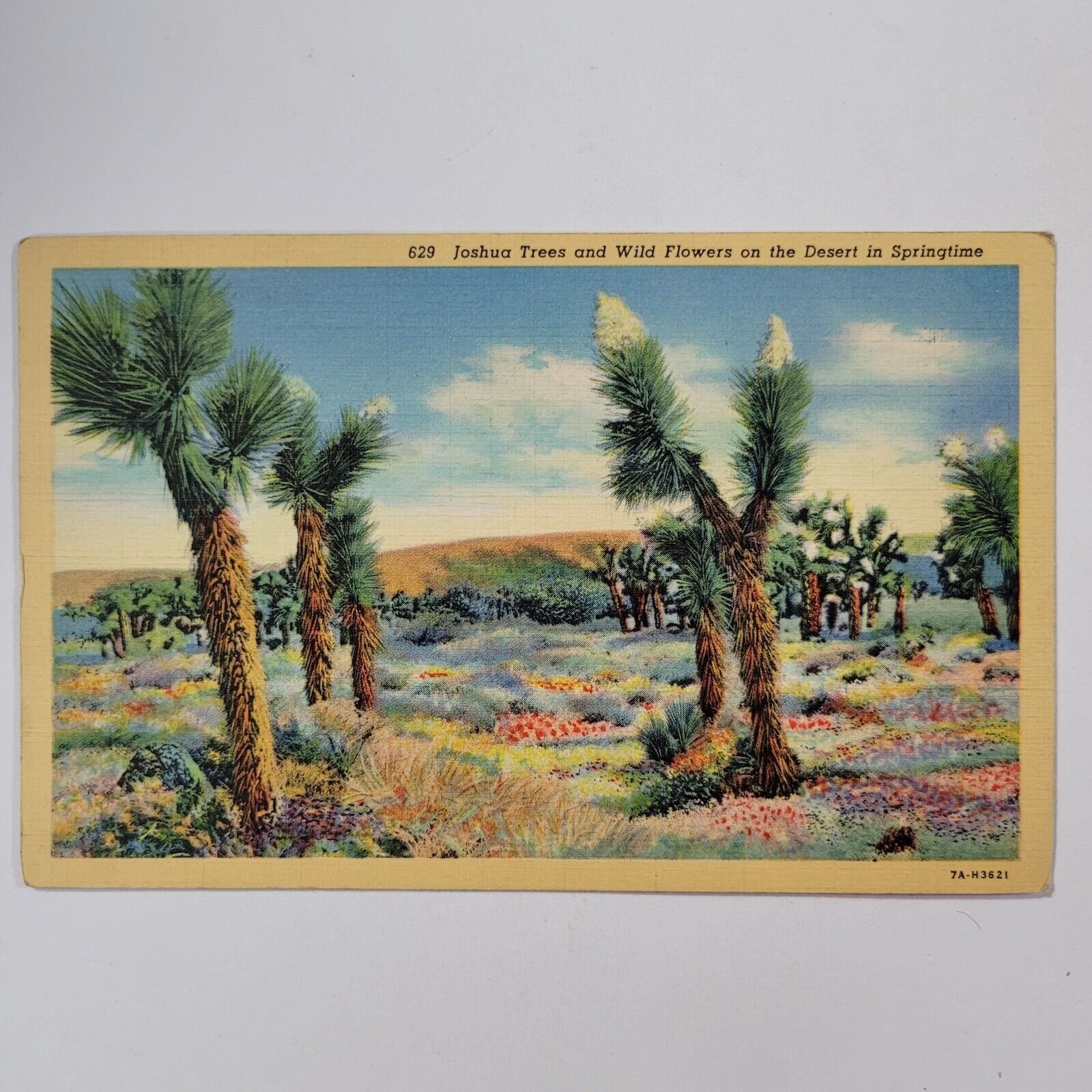 Joshua Trees And Wild Flowers On The Desert In Springtime Vintage Linen Postcard
