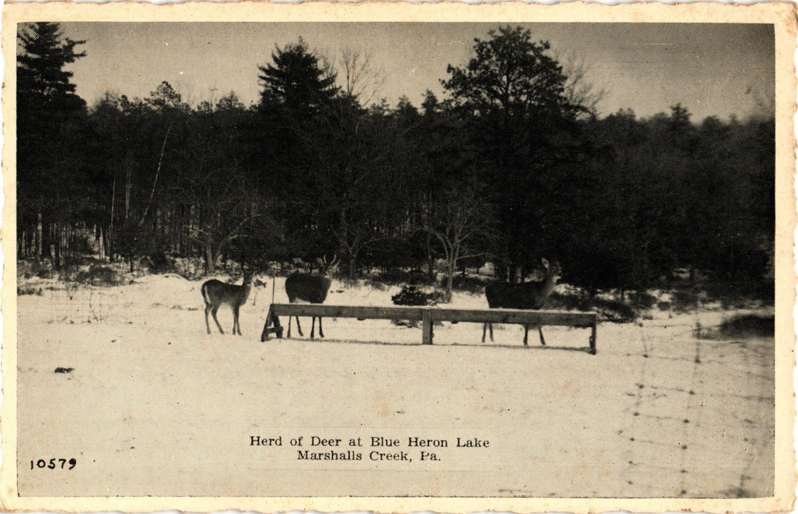 Herd of Deer Blue Heron Lake Winter Snow MARSHALLS CREEK Pennsylvania Postcard