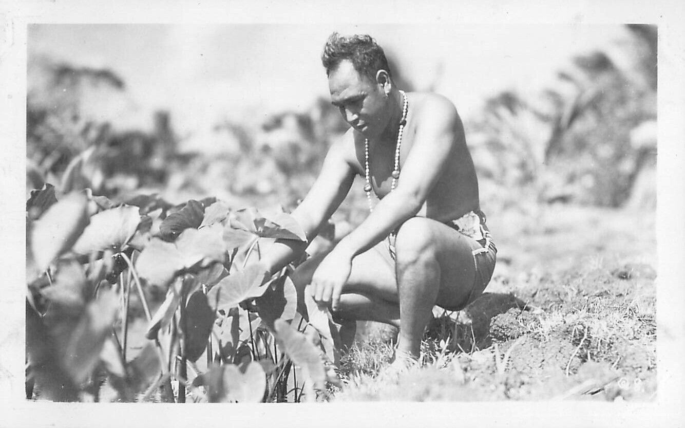 1940s Hawaii Man Inspecting Taro Honolulu Oahu Vintage Photo Native Plants