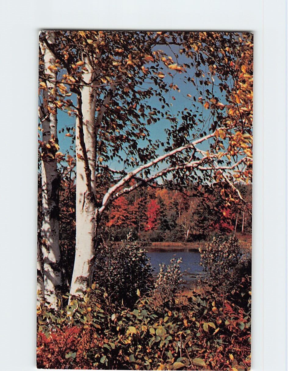 Postcard Fall Nature Scene