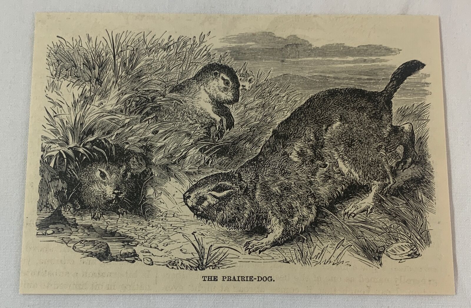 1885 magazine engraving ~ THE PRAIRIE DOG