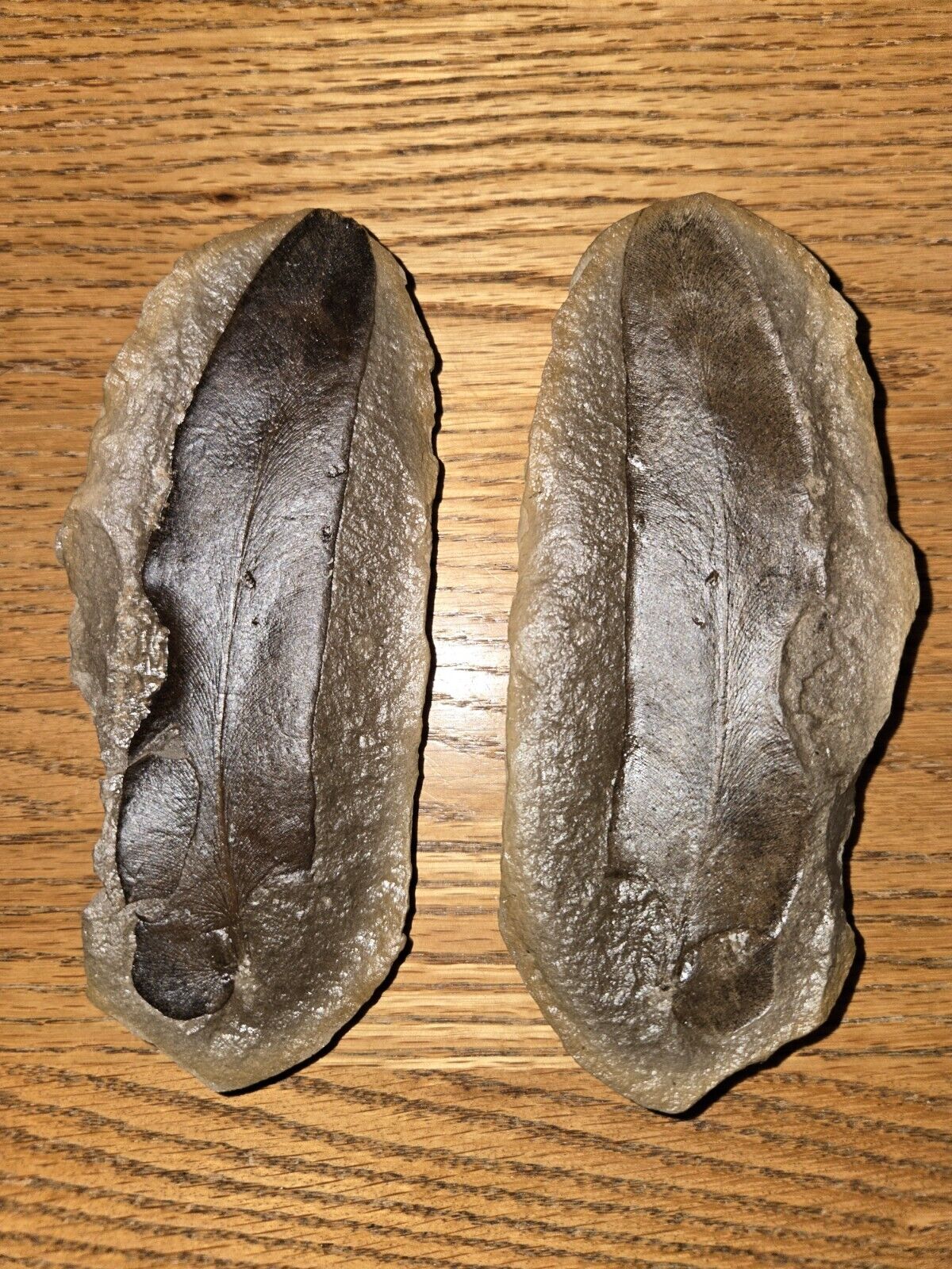 Concretion Fossil  - Leaf/Feather, Mazon Creek