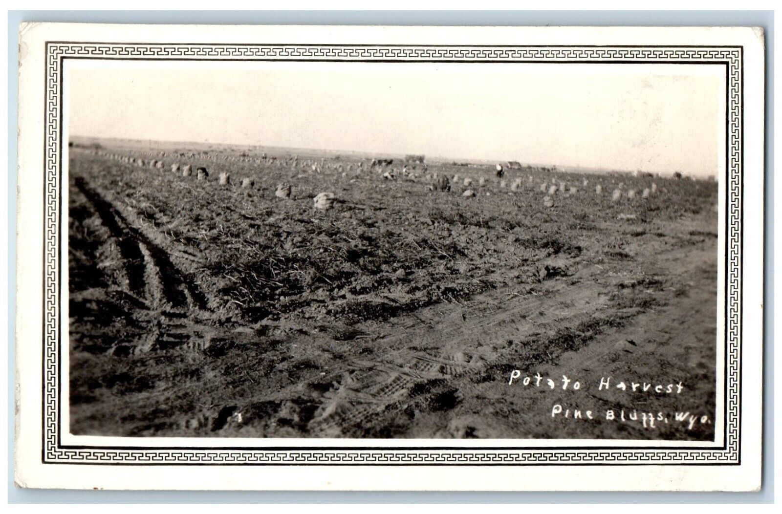 Pine Bluff Wyoming WY Postcard RPPC Photo Potato Harvest Farming 1937 Vintage