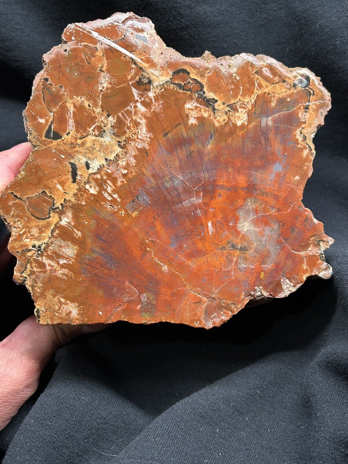 Beautiful 9.5 lb, 8 Inch Arizona Petrified Wood Slab Cut On Side, Unpolished