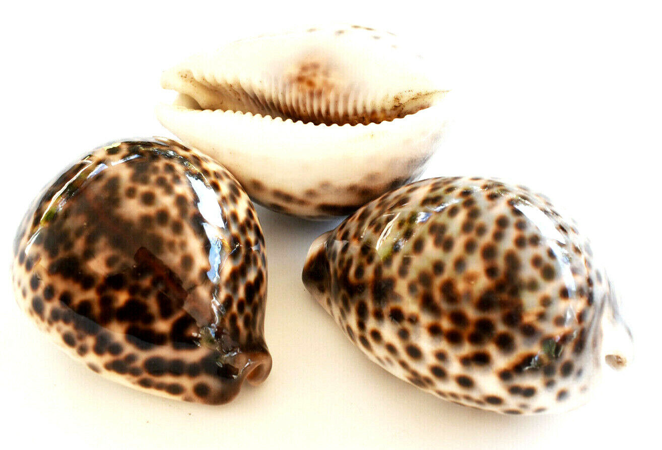 3 Leopard Tiger Cowrie Shell (Cypraea Tigris) 2 1/2\