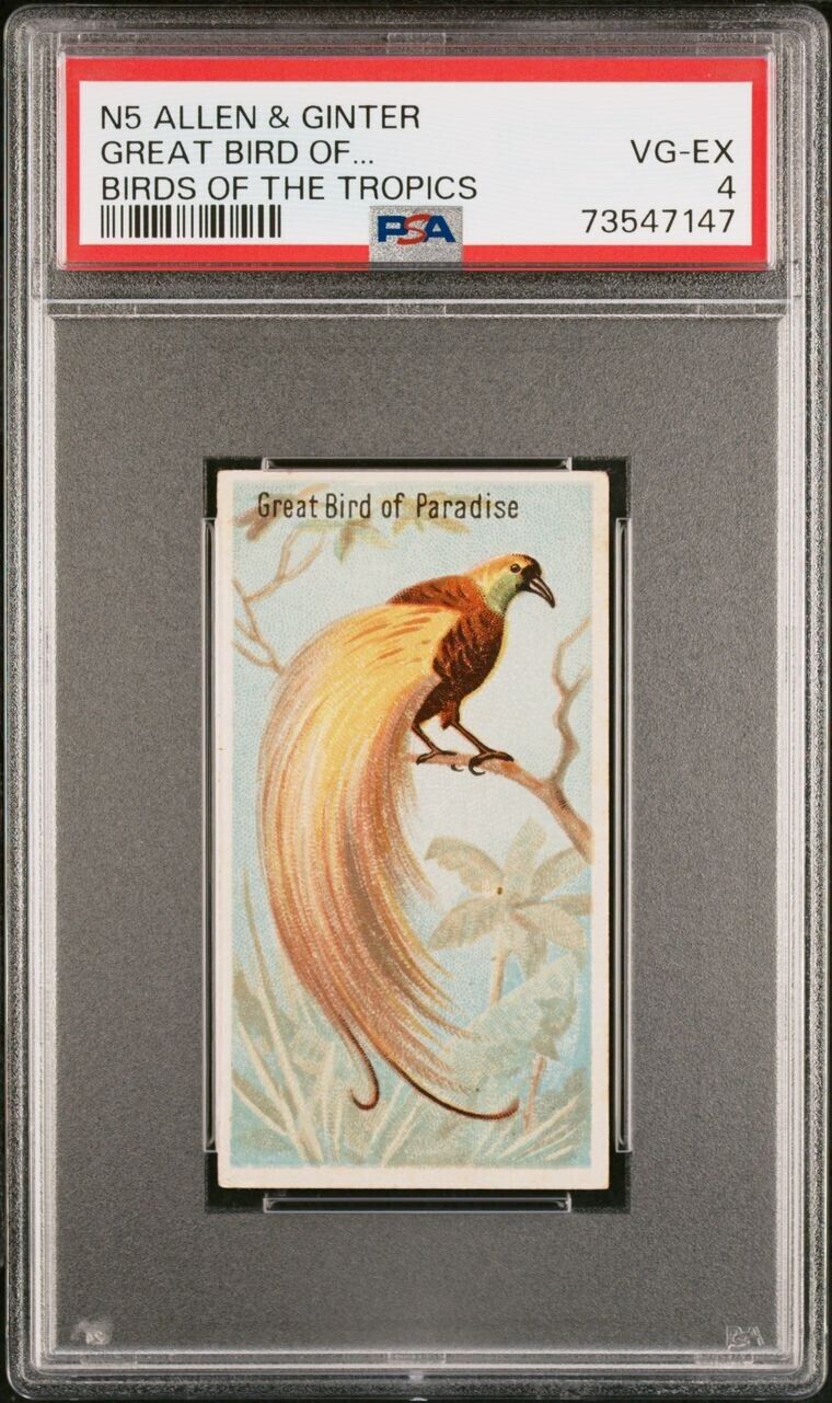 1889 N5 Allen & Ginter Birds Of The Tropics GREAT BIRD OF PARADISE PSA 4 VG-EX
