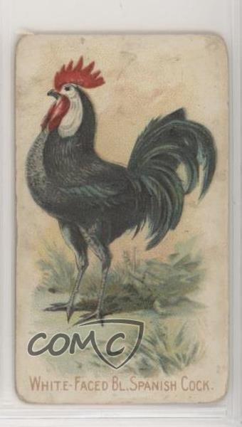 1907 Philadelphia Caramel Zoo Chickens E31 White-Faced Black Spanish Cock z6d