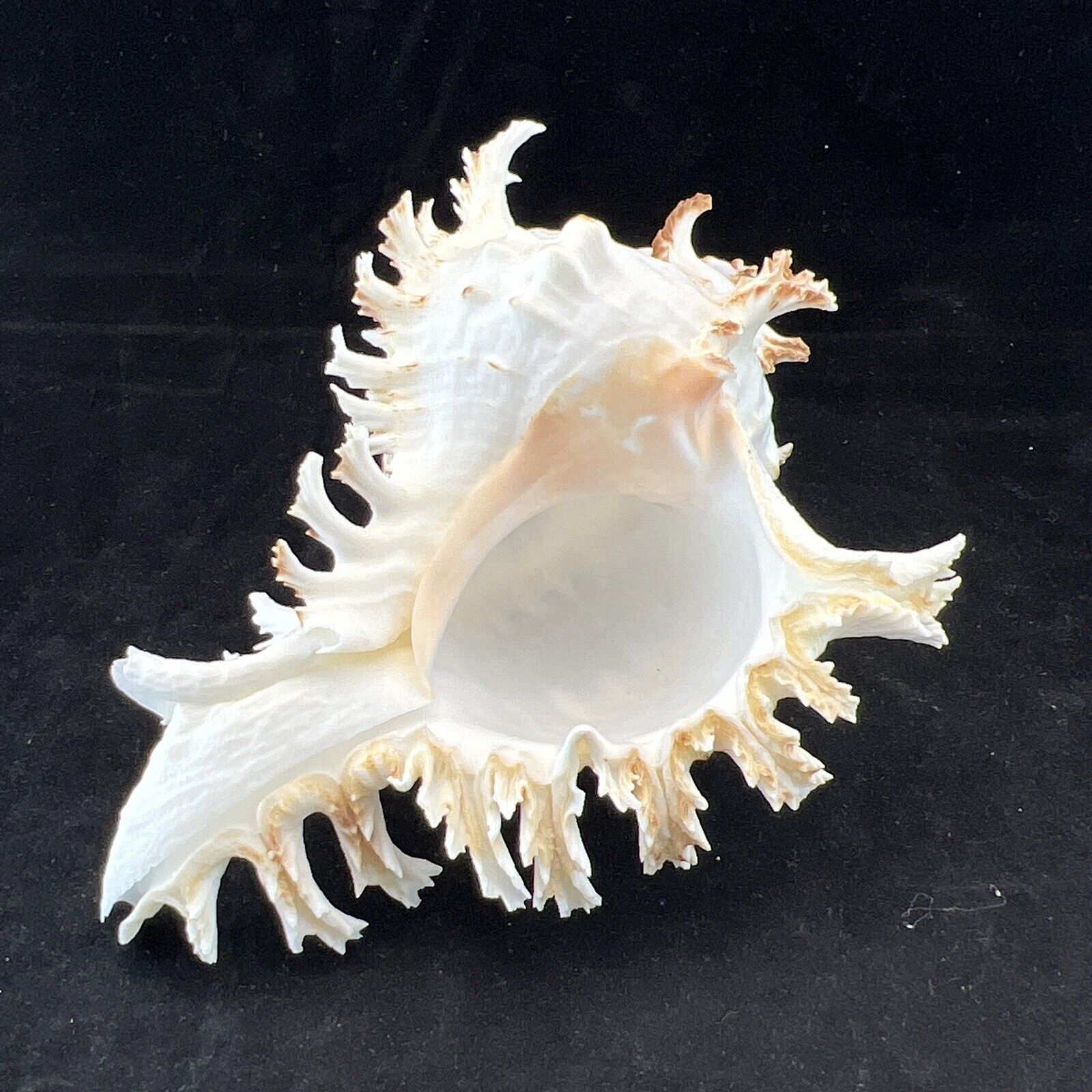 Murex Chicoreus Ramosus Shell Sea Snail 177mm