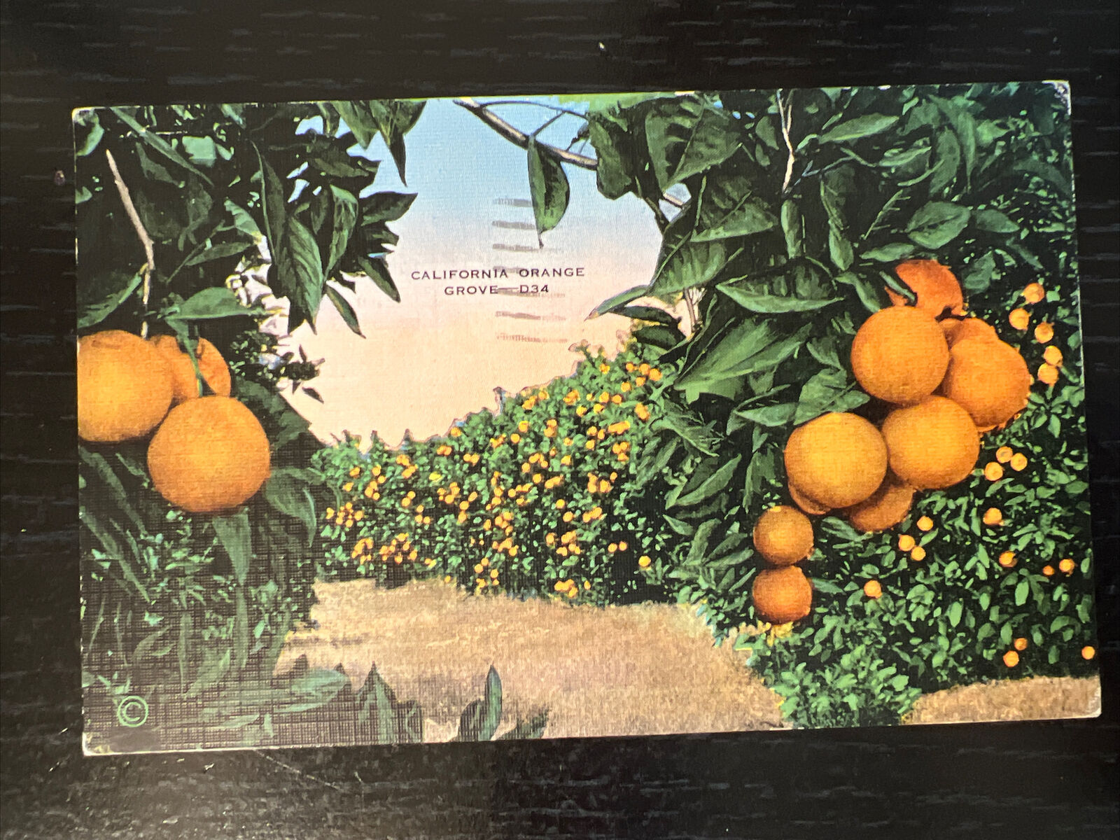 1948 Vintage Postcard California Orange Grove San Diego linen