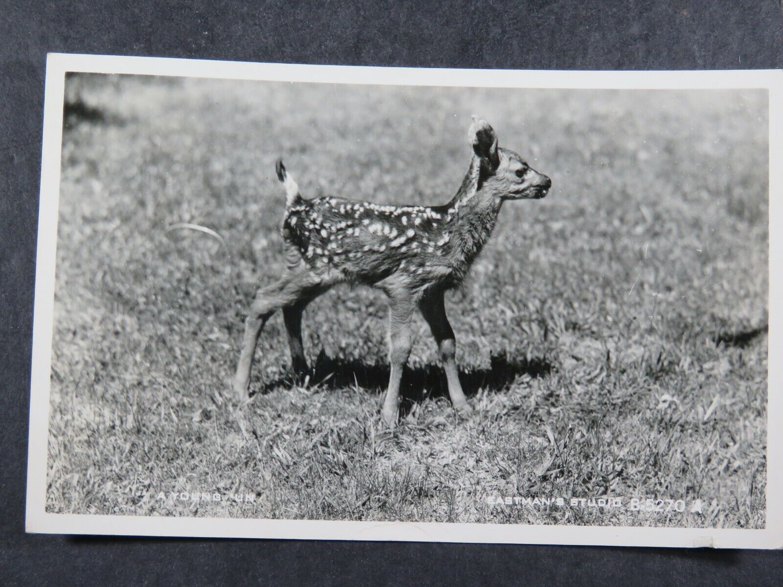 1949 Postcard RPPC Fawn Deer A young Un Eastman\'s Studio B2589