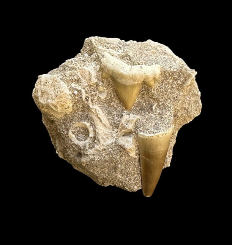 Prehistoric Treasures: Rare Mosasaurus Tooth with Cretolamna Shark Tooth fossil
