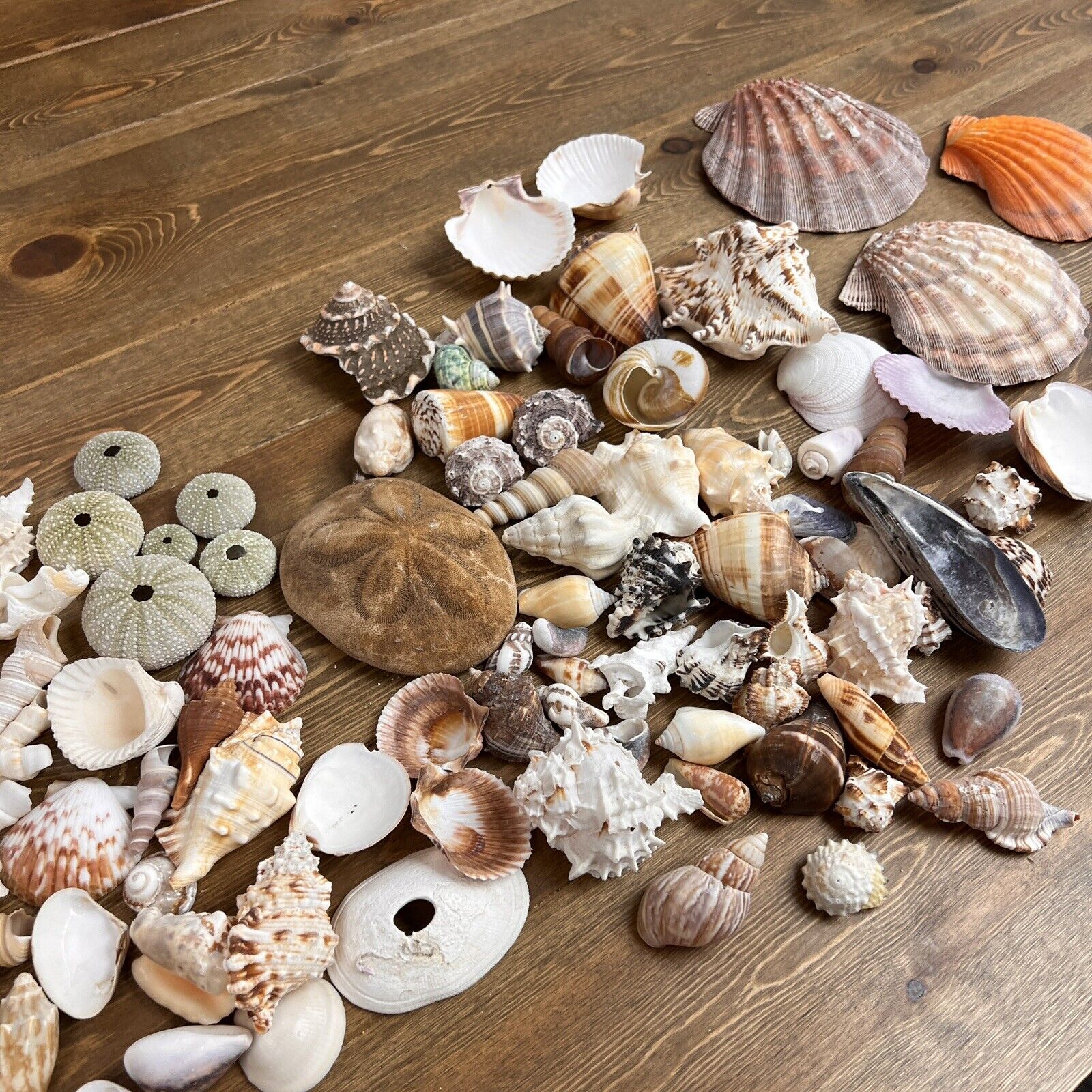Lot of Beautiful Seashells 6 + LBS Sea Shells Mix