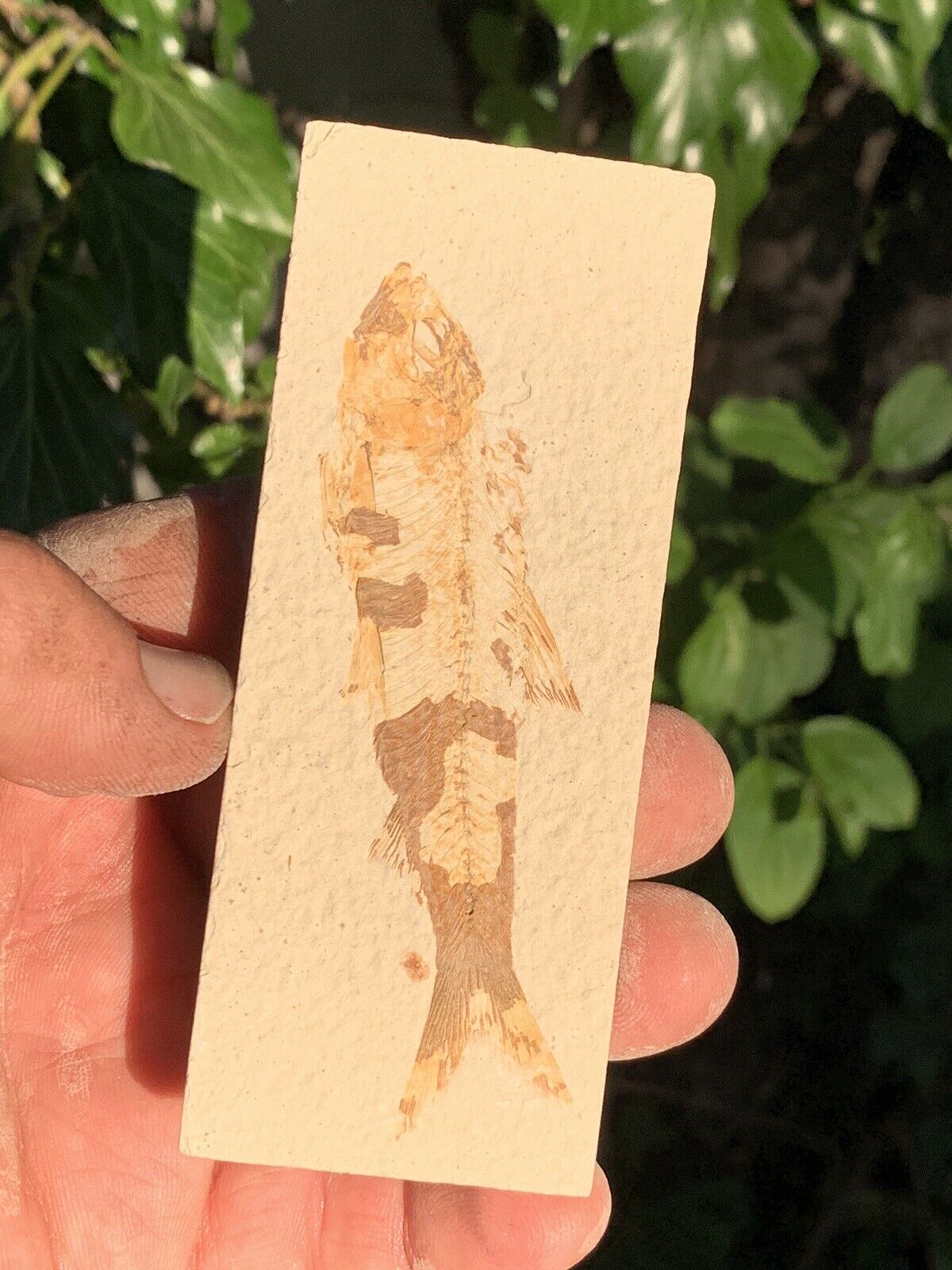 ☘️RR⛏: Wyoming Fish Fossil, Slabbed, Green River Formation, 4.25”