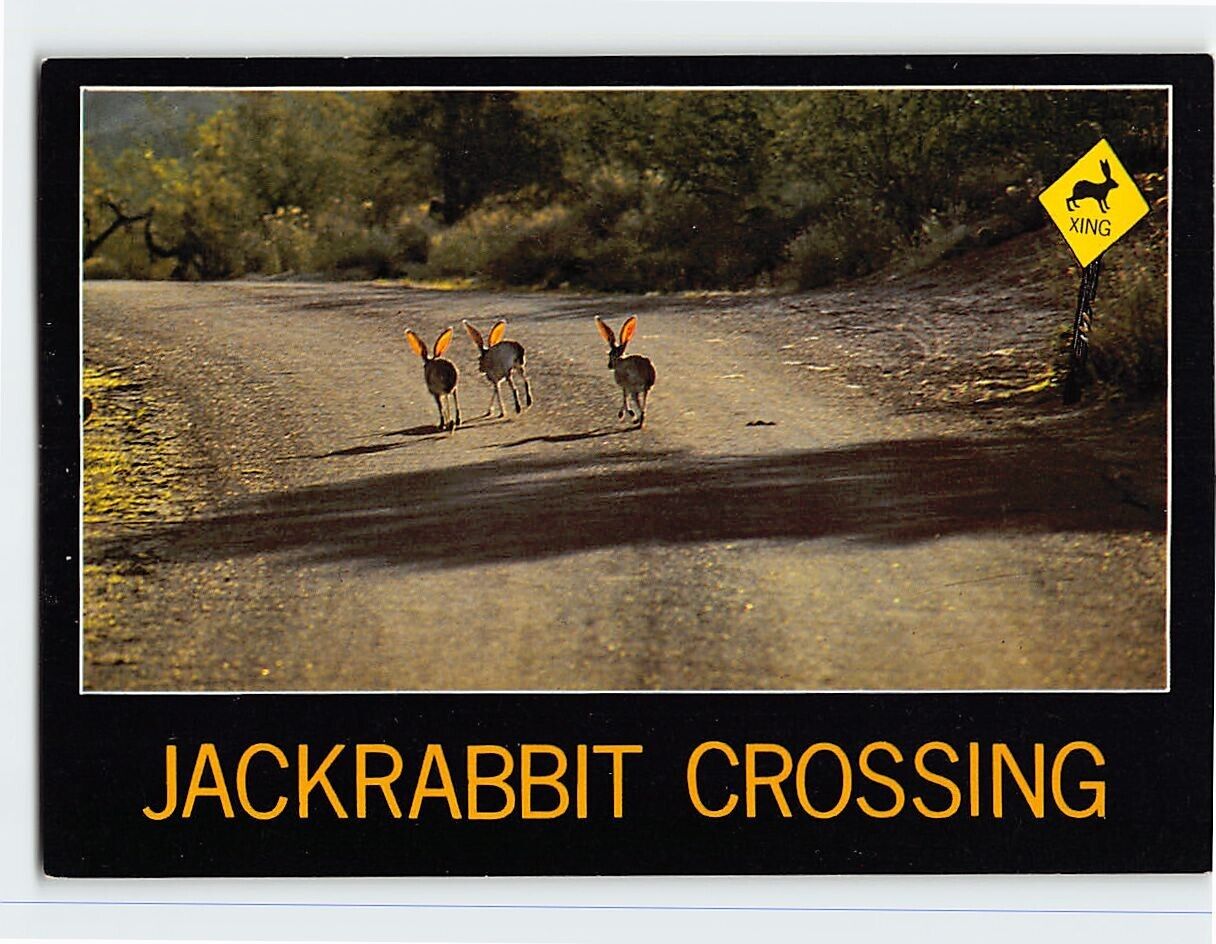 Postcard Jackrabbit Crossing