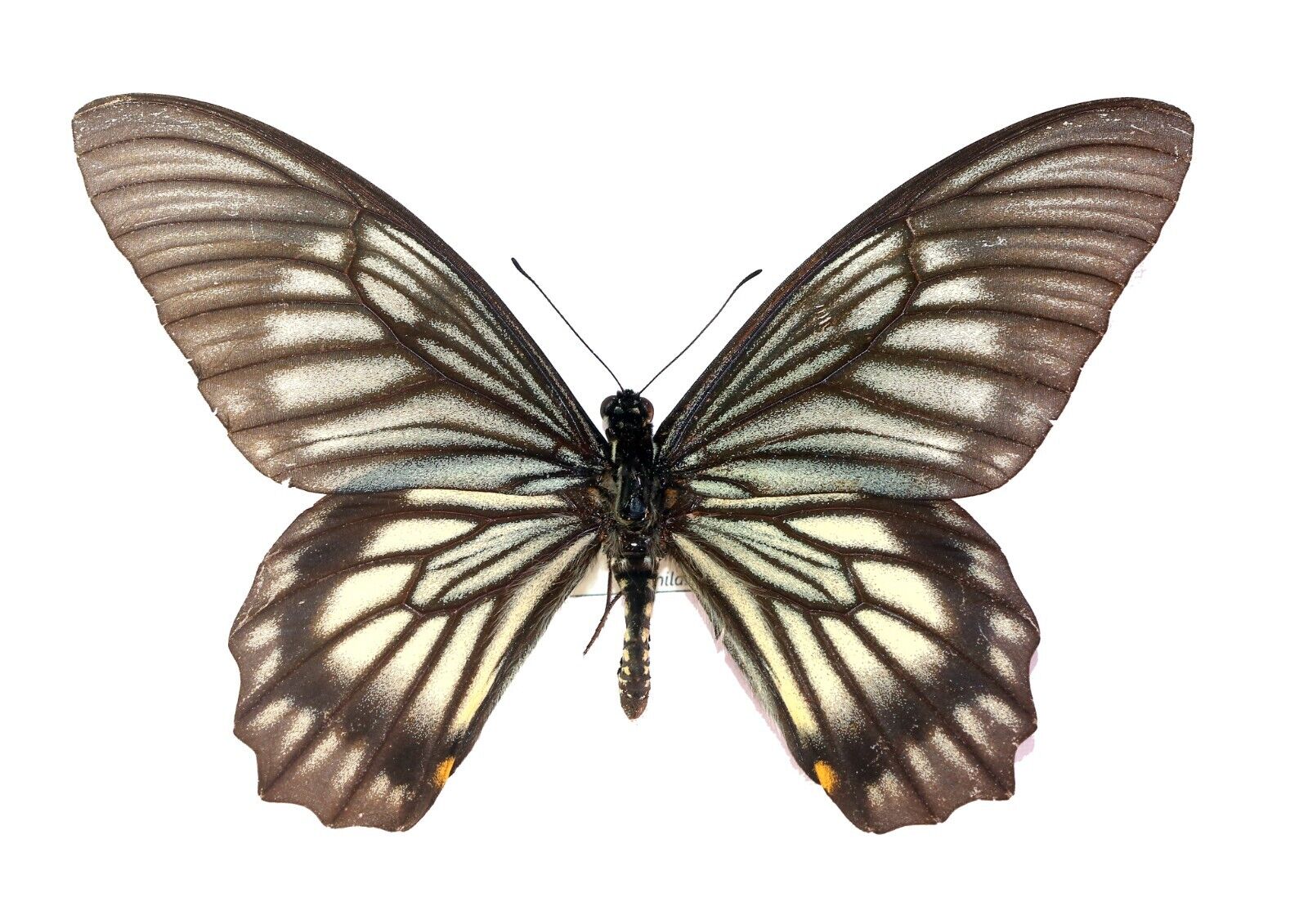 LEPIDOPTERA, PAPILIONIDAE, CHILASA VEIOVIS, INDONESIA (mounted butterfly)