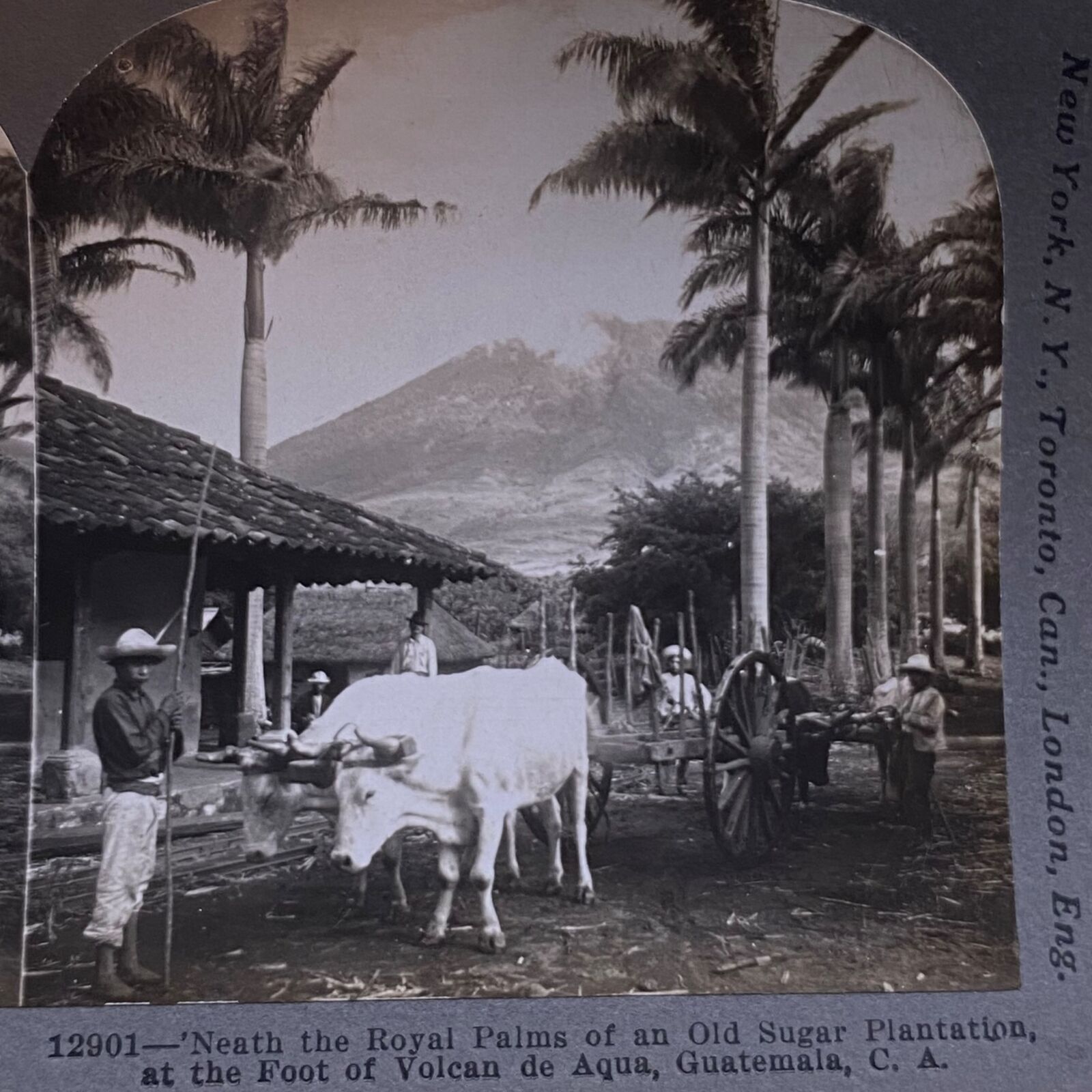 Antique 1902 Stereoview Photo Card Sugar Royal Palms Volcano de Aqua Guatemala 