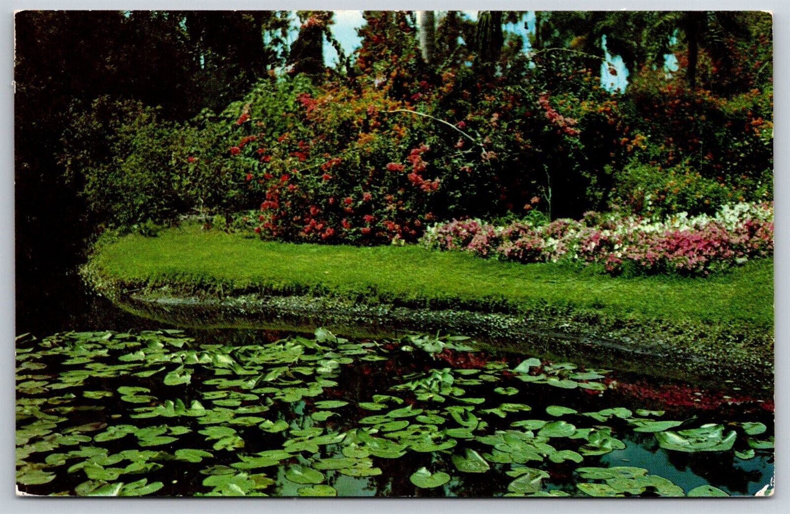 Postcard Dexter Beauty Scene Garden Lily Ponds Colorful Flowers Vintage