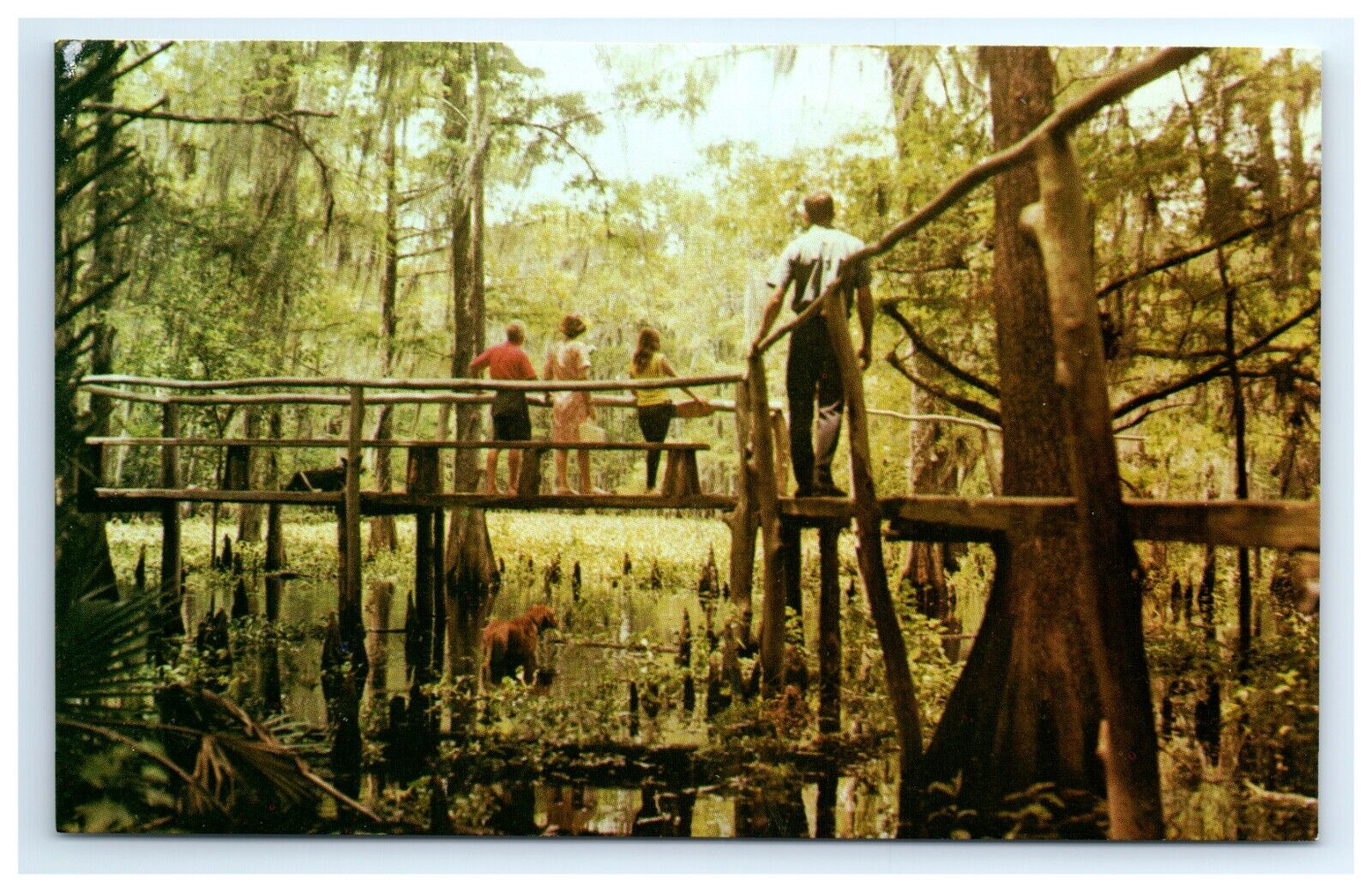 Postcard Catwalk Fisheating Creek Swamp Tom Gaskins Cypress Knee Museum Florida