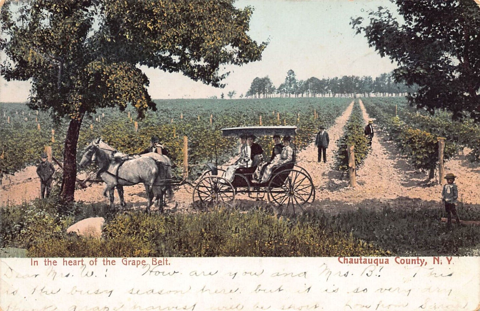 In The Heart Of The Grape Belt Chautauqua County PM Westfield NY 1906 Postcard