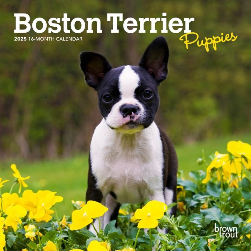 Browntrout Boston Terrier Puppies 2025 7 x 7 Mini Calendar w
