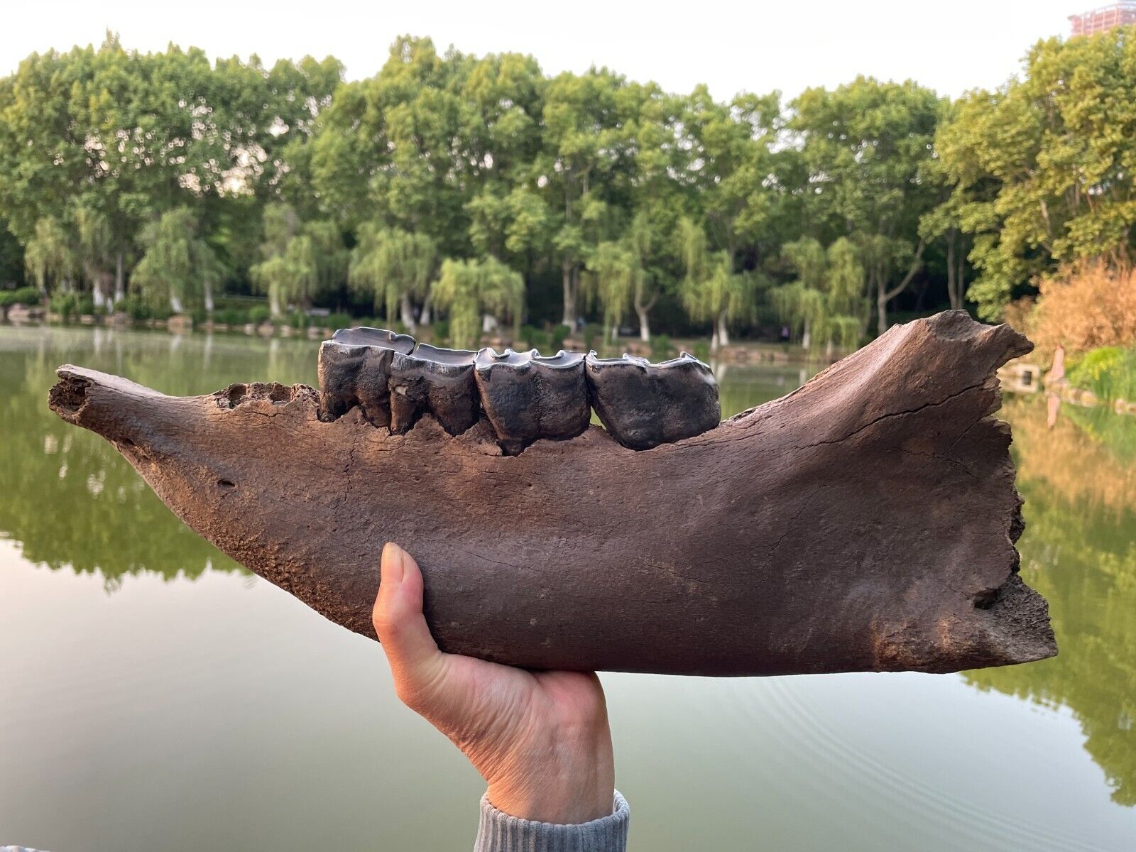 3.3kg huge Ice Age large mammal tooth specimen Pleistocene