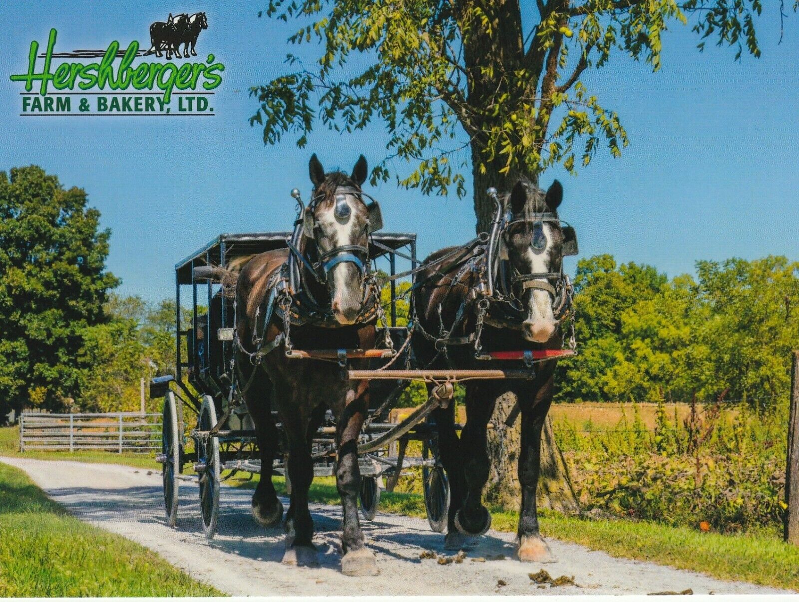 Percheron draft horses on buggy postcard