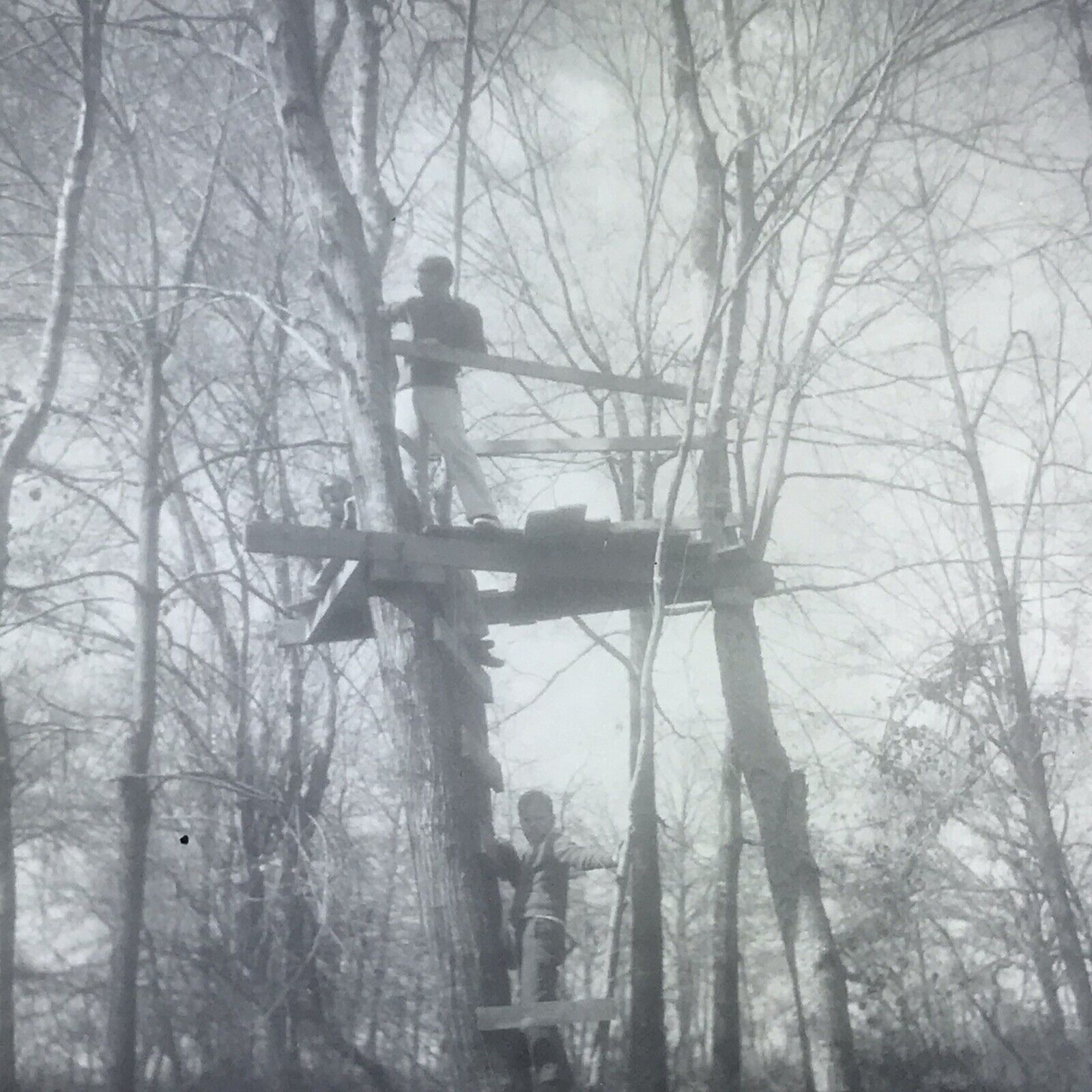 Vintage 1962 Black and White Photo Men Building Treehouse Standing Tree Forest