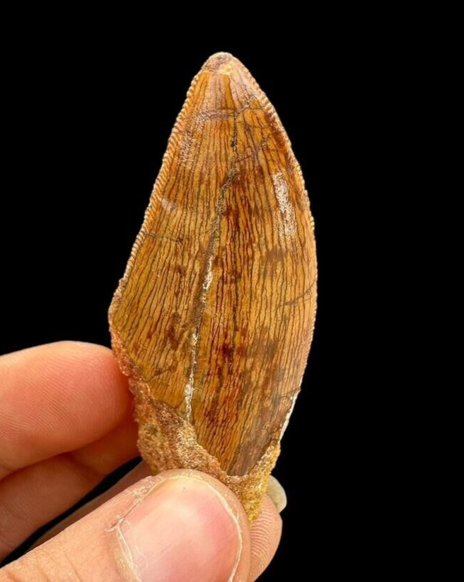 Great quality Carcharodontosaurus dinosaur tooth (African T-Rex) Great Fossil