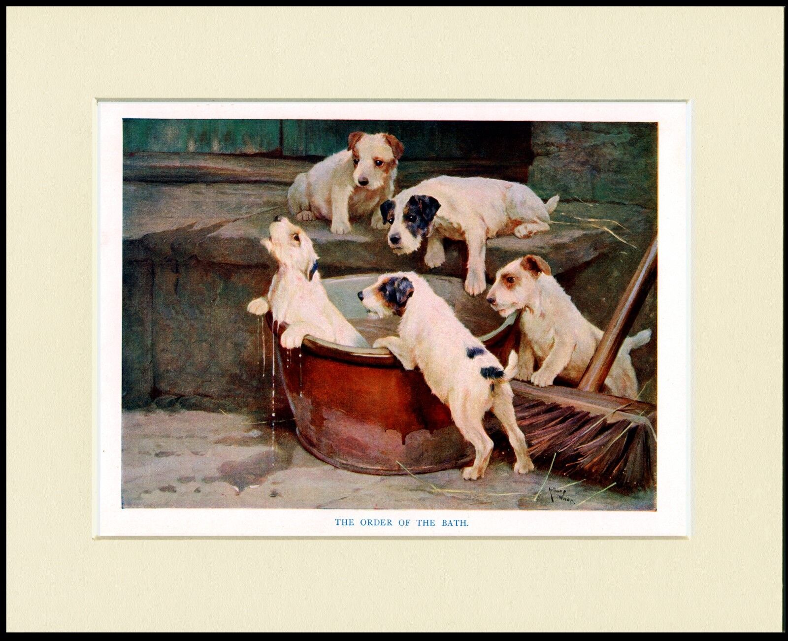 JACK RUSSELL FOX TERRIER PUPS TAKE A BATH GREAT DOG PRINT MOUNTED READY TO FRAME