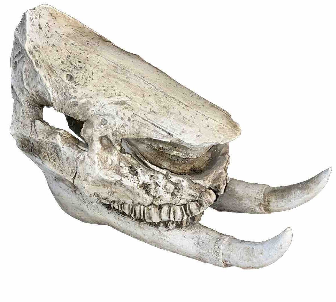 Replica Chilotherium Rhino Skull (VERY RARE)
