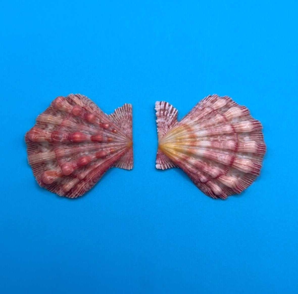 Nodipecten fragosus 41.15mm, Baby Lion’s paw Seashell from Florida