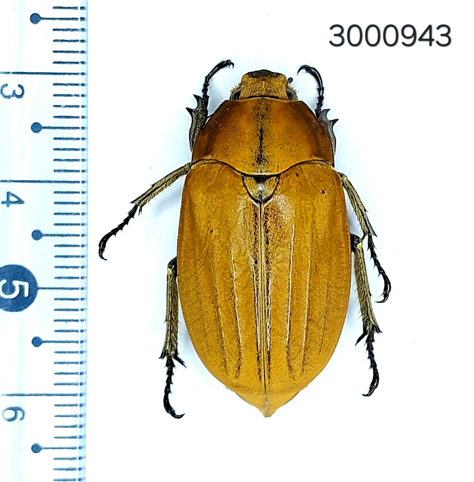 Scarabaeidae Melolonthinae sp. #943 NORTH THAILAND