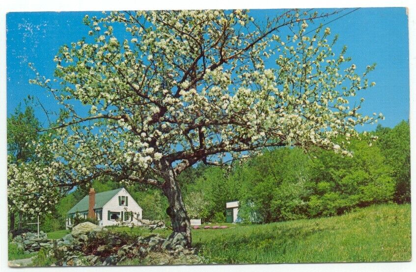 Apple Blooms Tree Spring Setting In Weston VT Postcard Vermont