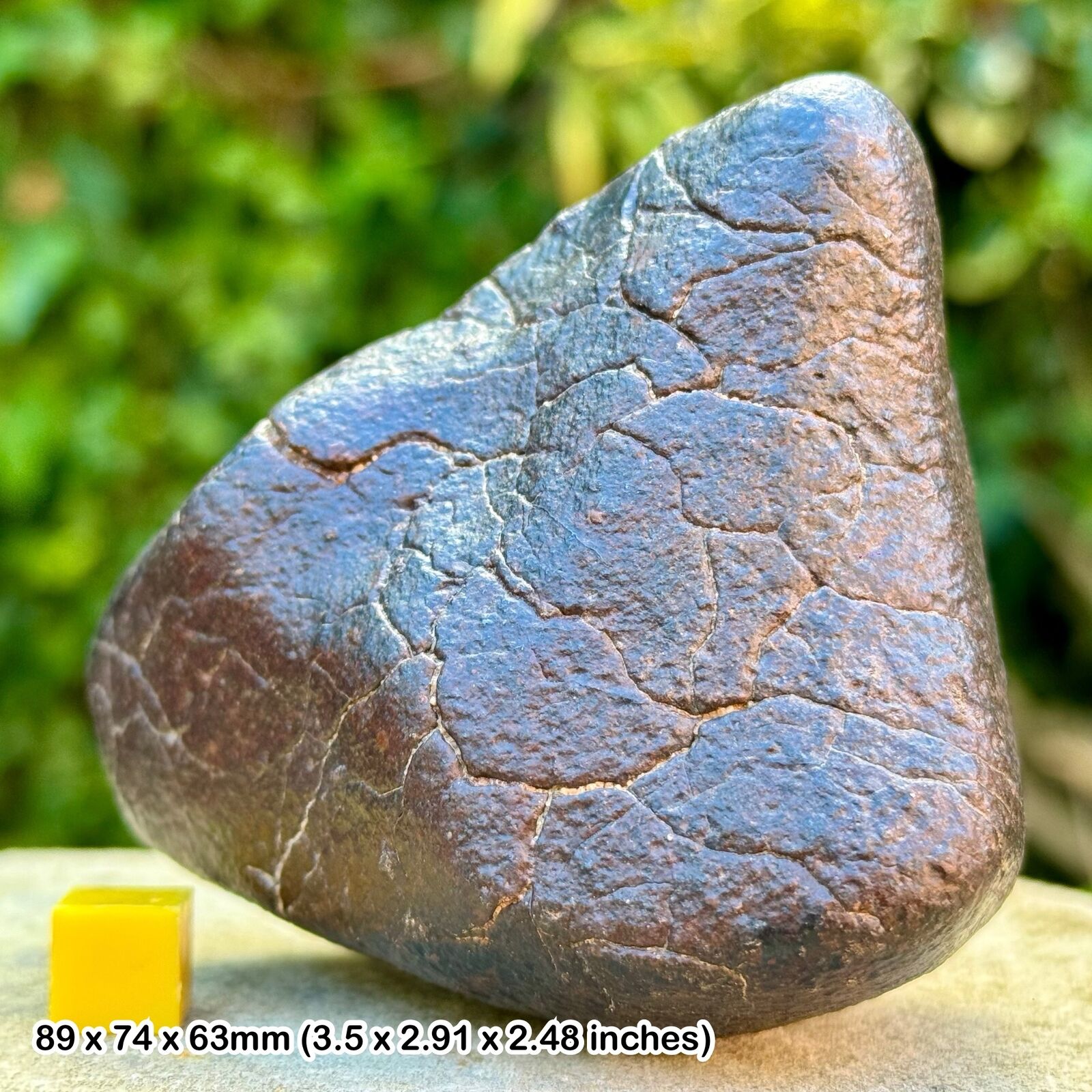 Huge NWA Meteorite (Northwest Africa) - Certified Authentic - Genuine Specimen