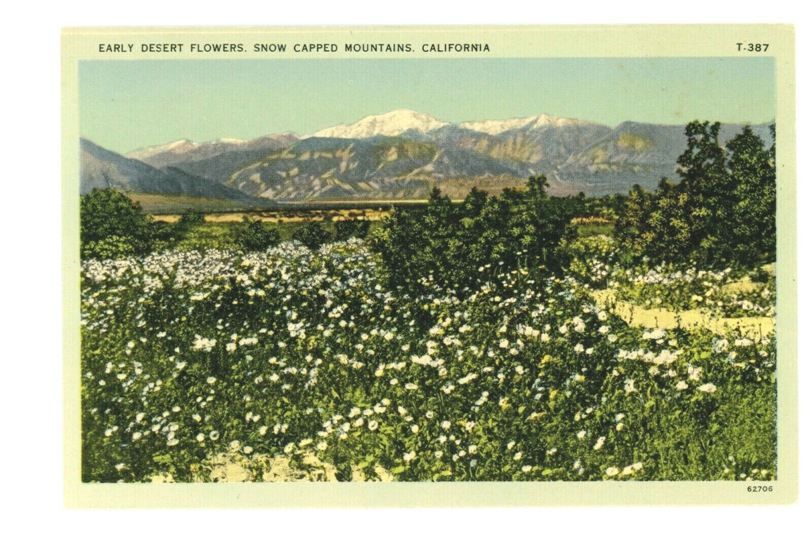 Vintage Postcard California Early Desert Flowers Snow Capped Mountains USA