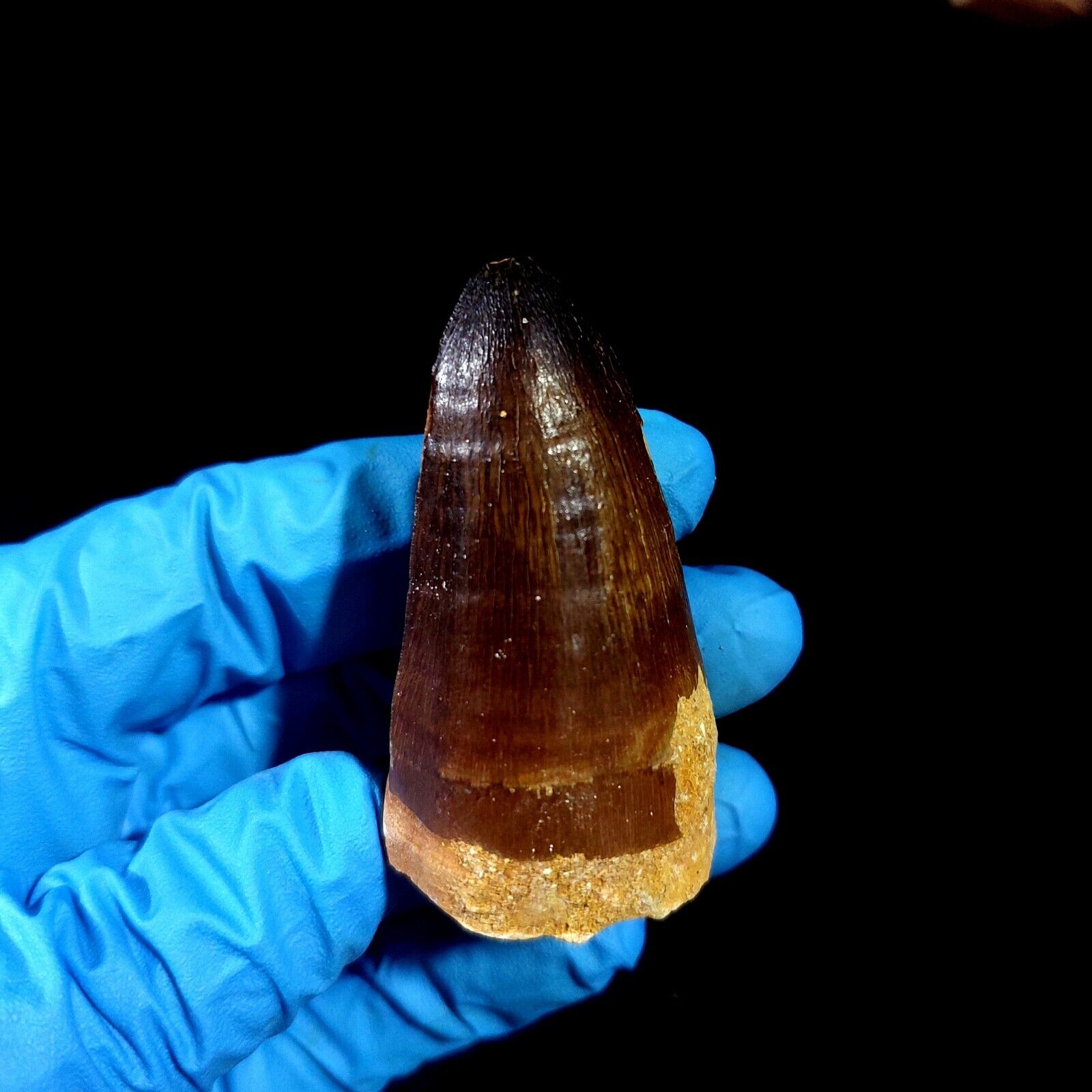 Rare Large Cretaceous Mosasaur Tooth from Morocco Prognathodon curry