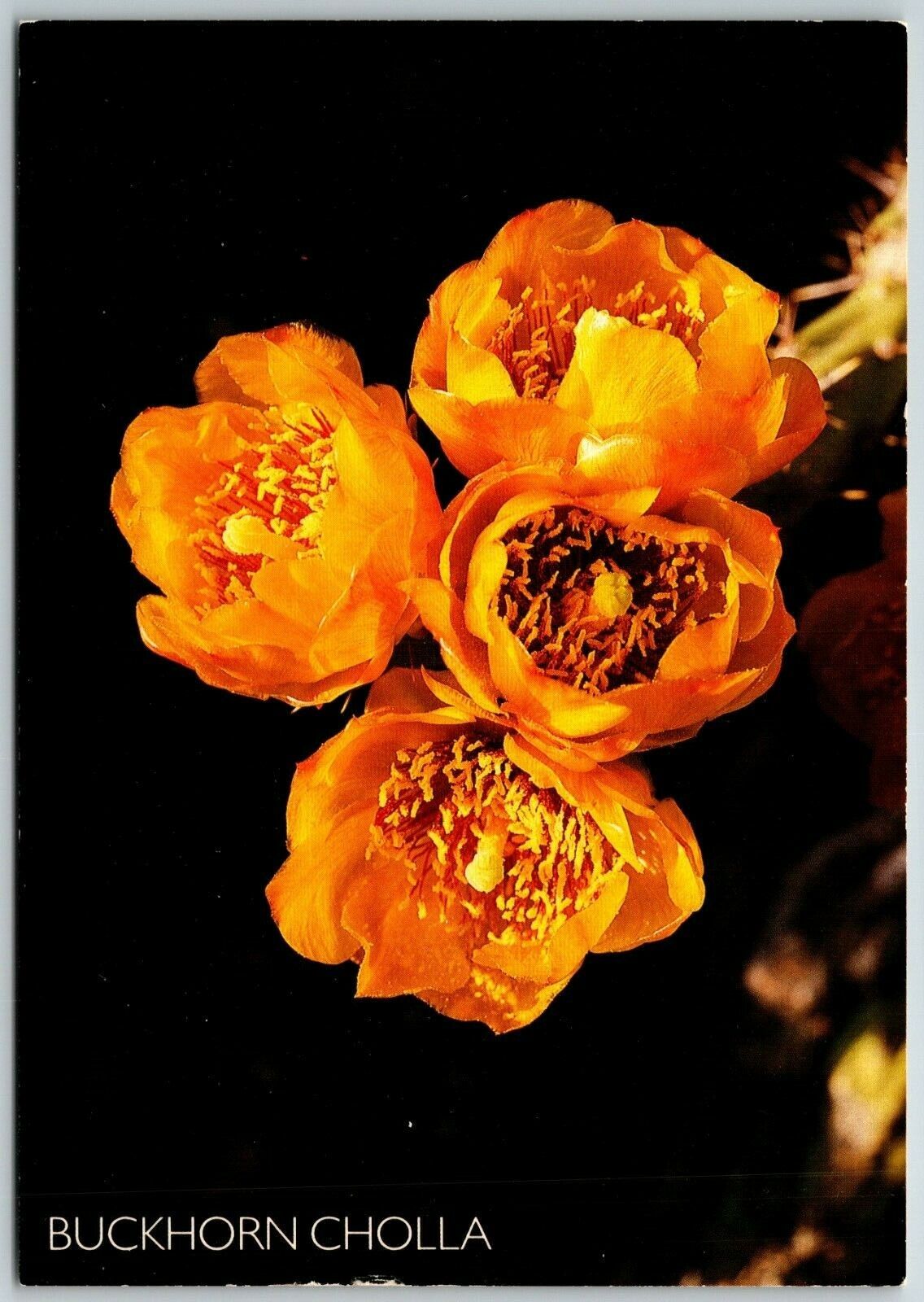 Buckhorn Cholla Cacti Blooms - Postcard