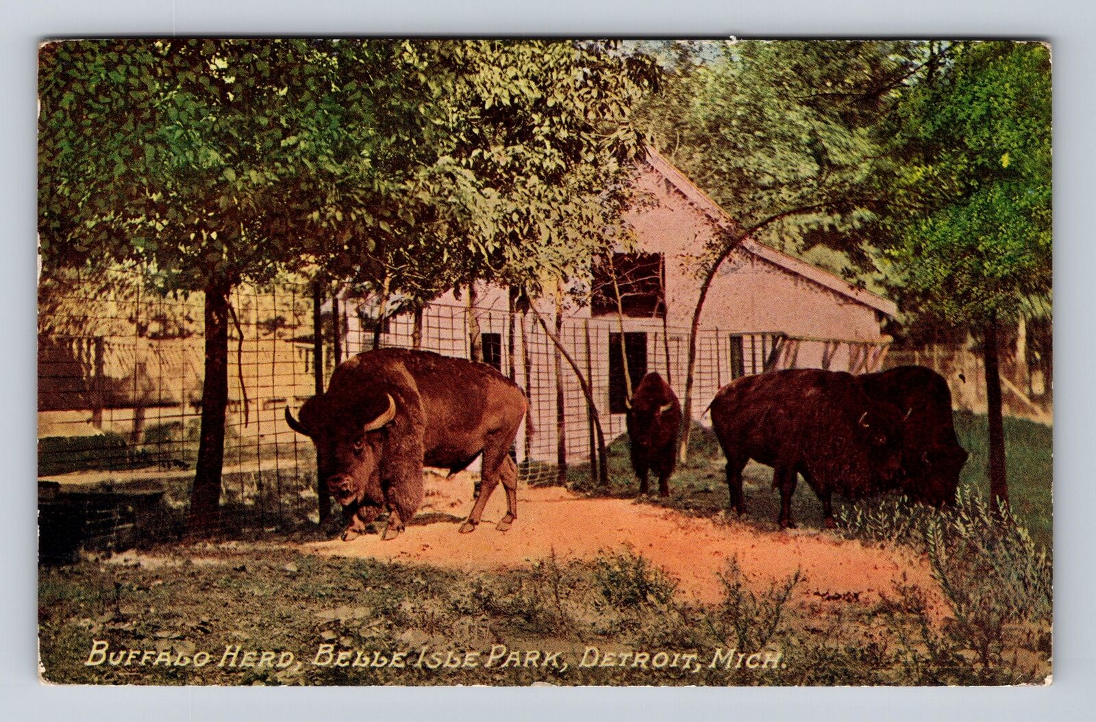 Detroit MI-Michigan, Belle Isle Park Buffalo Herd Antique Vintage c1910 Postcard