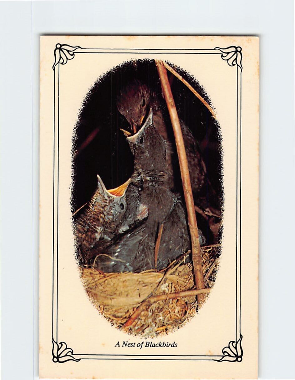 Postcard A Nest of Blackbirds